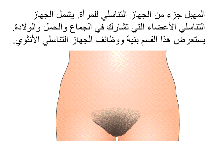 المهبل جزء من الجهاز التناسلي للمرأة. يشمل الجهاز التناسلي الأعضاء التي تشارك في الجماع والحمل والولادة. يستعرض هذا القسم بنية ووظائف الجهاز التناسلي الأنثوي.