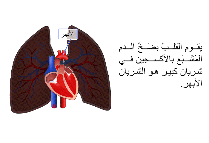 يقوم القلبُ بضَخِّ الدم المُشبَع بالأكسجين في شريان كبير هو الشريان الأبهر<B>.</B>