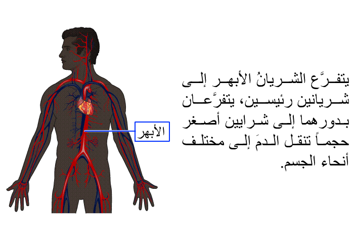يتفرَّع الشريانُ الأبهر إلى شريانين رئيسين، يتفرَّعان بدورهما إلى شرايين أصغر حجماً تنقل الدمَ إلى مختلف أنحاء الجسم<B>. </B>
