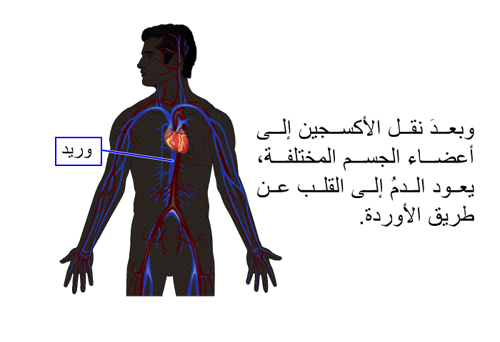 وبعدَ نقل الأكسجين إلى أعضاء الجسم المختلفة، يعود الدمُ إلى القلب عن طريق الأوردة<B>.</B>