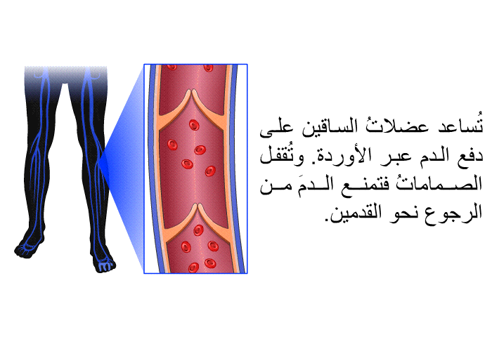 تُساعد عضلاتُ الساقين على دفع الدم عبر الأوردة<B>. </B>وتُقفل الصِّماماتُ فتمنع الدمَ من الرجوع نحو القدمين<B>.</B>