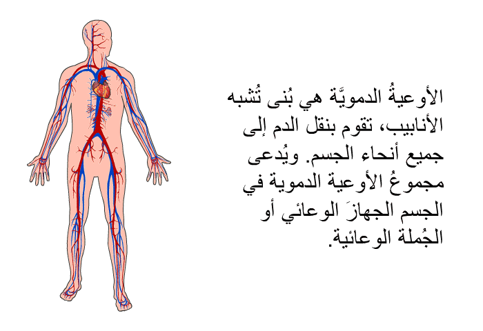 الأوعيةُ الدمويَّة هي بُنى تُشبه الأنابيب، تقوم بنقل الدم إلى جميع أنحاء الجسم. ويُدعى مجموعُ الأوعية الدموية في الجسم الجهازَ الوعائي أو الجُملة الوعائية.