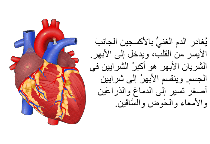 يُغادر الدم الغنيُّ بالأكسجين الجانبَ الأيسر من القلب، ويدخل إلى الأبهر. الشريان الأبهر هو أكبرُ الشرايين في الجسم. وينقسم الأبهرُ إلى شرايين أصغر تسير إلى الدماغ والذراعَين والأمعاء والحَوض والسَّاقَين.