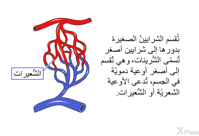 تُقسَم الشرايينُ الصغيرة بدورها إلى شرايين أصغر تُسمَّى الشُّرينات، وهي تُقسَم إلى أصغر أوعية دمويَّة في الجسم، وهي التي تُدعى الأوعية الشعريَّة أو الشُّعيرات.