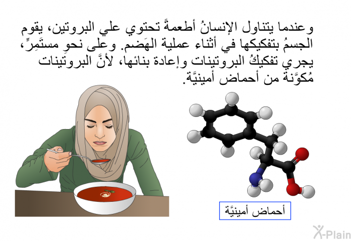 وعندما يتناول الإنسانُ أطعمةً تحتوي علي البروتين، يقوم الجسمُ بتفكيكها في أثناء عملية الهَضم. وعلى نحوِ مستَمِرٍّ، يجري تفكيكُ البروتينات وإعادة بنائها، لأنَّ البروتينات مُكوَّنة من أحماض أمينيَّة.