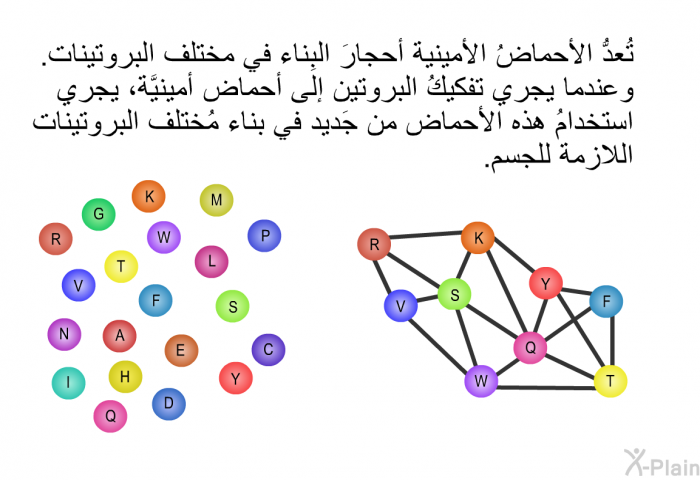 تُعدُّ الأحماضُ الأمينية أحجارَ البِناء في مختلف البروتينات. وعندما يجري تفكيكُ البروتين إلى أحماض أمينيَّة، يجري استخدامُ هذه الأحماض من جَديد في بناء مُختلف البروتينات اللازمة للجسم.