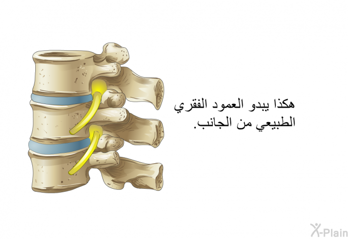 هكذا يبدو العمود الفقري الطبيعي من الجانب<B>.</B>