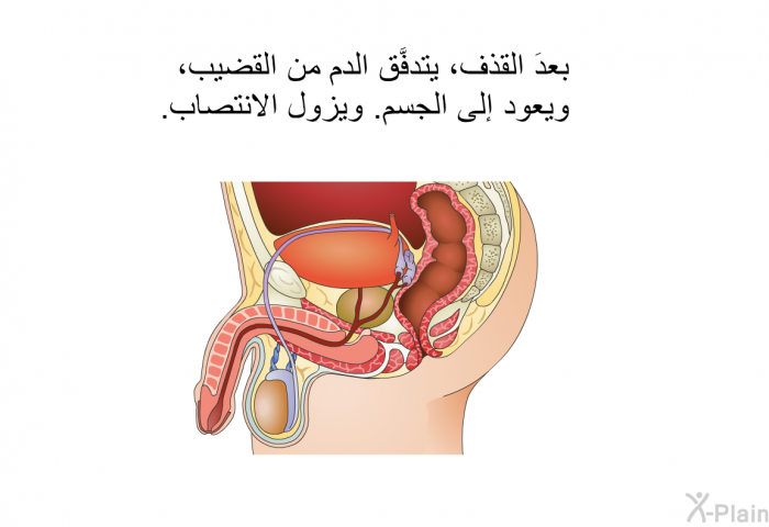 بعدَ القذف، يتدفَّق الدم من القضيب، ويعود إلى الجسم. ويزول الانتصاب.