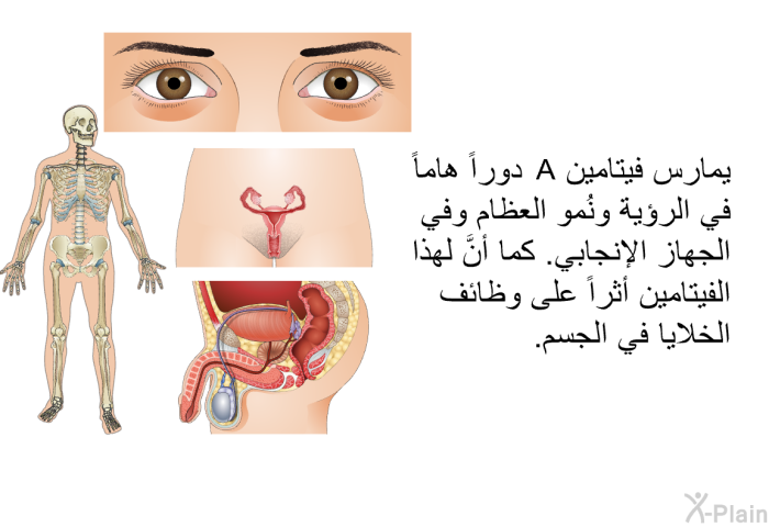 يمارس فيتامين A دوراً هاماً في الرؤية ونُمو العظام وفي الجهاز الإنجابي. كما أنَّ لهذا الفيتامين أثراً على وظائف الخلايا في الجسم.