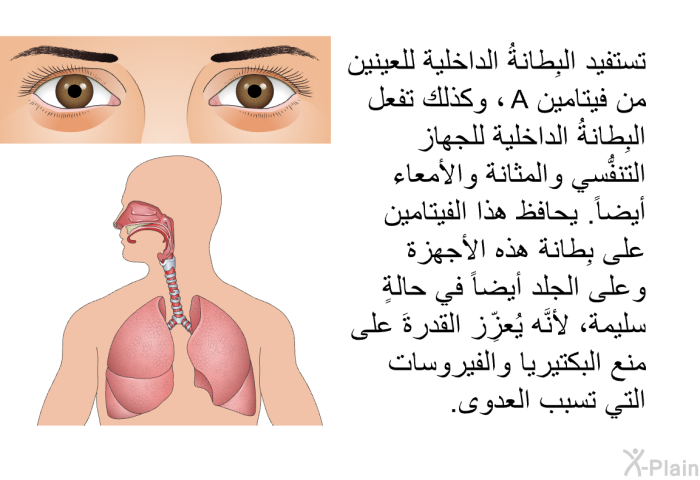 تستفيد البِطانةُ الداخلية للعينين من فيتامين A، وكذلك تفعل البِطانةُ الداخلية للجهاز التنفُّسي والمثانة والأمعاء أيضاً. يحافظ هذا الفيتامين على بِطانة هذه الأجهزة وعلى الجلد أيضاً في حالةٍ سليمة، لأنَّه يُعزِّز القدرةَ على منع البكتيريا والفيروسات التي تسبب العدوى.