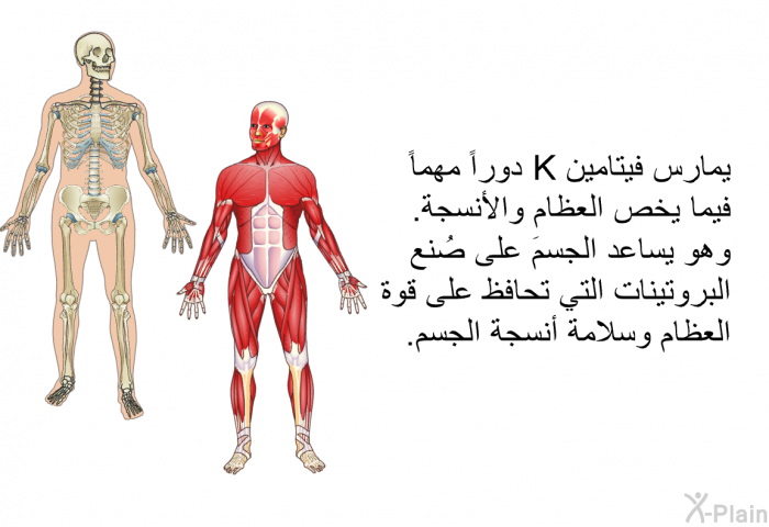 يمارس فيتامين K دوراً مهماً فيما يخص العظام والأنسجة. وهو يساعد الجسمَ على صُنع البروتينات التي تحافظ على قوة العظام وسلامة أنسجة الجسم.
