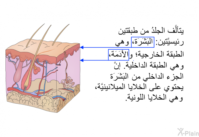 يتألَّف الجلدُ من طبقتين رئيسيَّتين: البَشَرَة، وهي الطبقة الخارجية؛ والأَدَمَة، وهي الطبقة الداخلية. إنَّ الجزء الداخلي من البَشَرَة يحتوي على الخلايا الميلانينيَّة، وهي الخلايا اللونية.