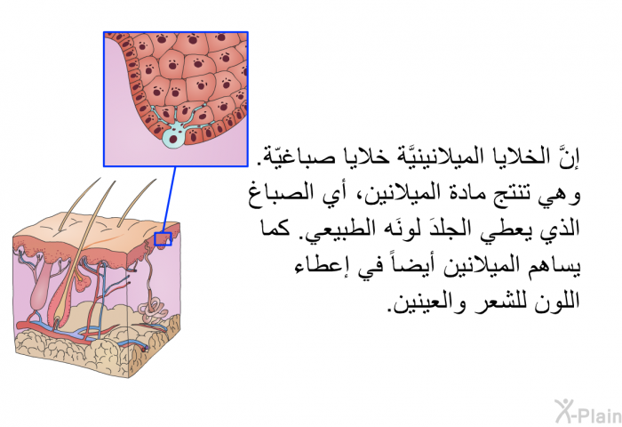 إنَّ الخلايا الميلانينيَّة خلايا صباغيّة. وهي تنتج مادة الميلانين، أي الصباغ الذي يعطي الجلدَ لونَه الطبيعي. كما يساهم الميلانين أيضاً في إعطاء اللون للشعر والعينين.