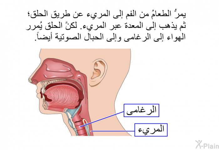 يمرُّ الطعامُ من الفم إلى المريء عن طريق الحلق؛ ثم يذهب إلى المعدة عبر المريء. لكنَّ الحلق يُمرر الهواء إلى الرغامى وإلى الحبال الصوتية أيضاً.