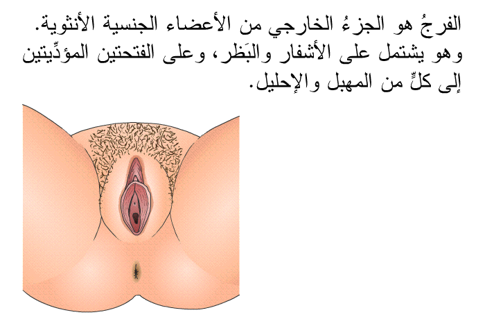 الفرجُ هو الجزءُ الخارجي من الأعضاء الجنسية الأنثوية. وهو يشتمل على الأشفار والبَظر، وعلى الفتحتين المؤدِّيتين إلى كلٍّ من المهبل والإحليل.