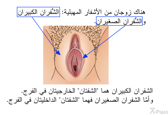 هناك زوجان من الأشفار المهبلية: الشُّفران الكبيران والشُّفران الصغيران. الشفران الكبيران هما "الشفتان" الخارجيتان في الفرج. وأمَّا الشفران الصغيران فهما "الشفتان" الداخليتان في الفرج.