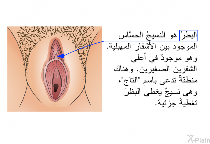 البظرُ هو النسيجُ الحسَّاس الموجود بين الأشفار المهبلية. وهو موجودٌ في أعلى الشفرين الصغيرين. وهناك منطقةٌ تدعى باسم "التاج"، وهي نسيجٌ يغطِّي البظرَ تغطيةً جزئية.