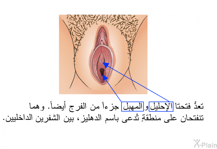 تعدُّ فتحتا المهبل والإحليل جزءاً من الفرج أيضاً. وهما تنفتحان على منطقةٍ تُدعى باسم الدهليز، بين الشفرين الداخليين.