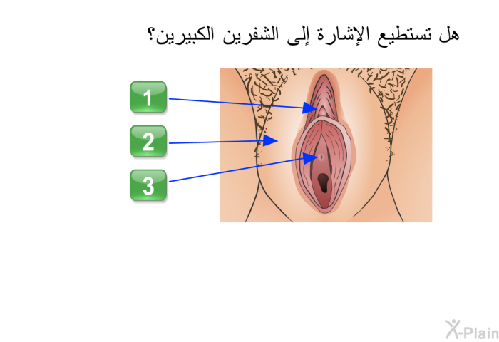 هل تستطيع الإشارة إلى الشفرين الكبيرين؟