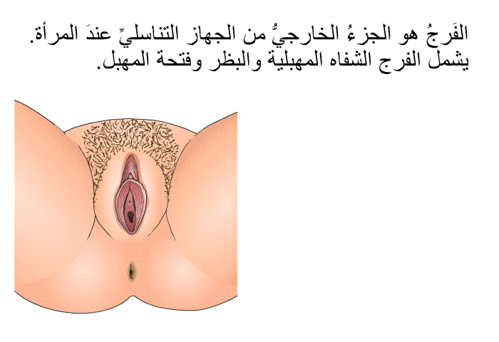 الفَرجُ هو الجزءُ الخارجيُّ من الجهاز التناسليِّ عندَ المرأة. يشمل الفرج الشفاه المهبلية والبظر وفتحة المهبل.