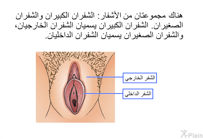 هناك مجموعتان من الأشفار: الشفَران الكبيران والشفَران الصغيران. الشفَران الكبيران يسميان الشفران الخارجيان، والشفَران الصغيران يسميان الشفران الداخليان.