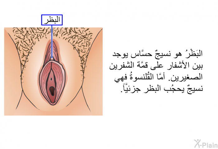 البَظْرُ هو نسيجٌ حسَّاس يوجد بين الأشفار على قمَّة الشفرين الصغيرين. أمَّا القُلنسوةُ فهي نسيجٌ يحجُب البظر جزئيَّاً.