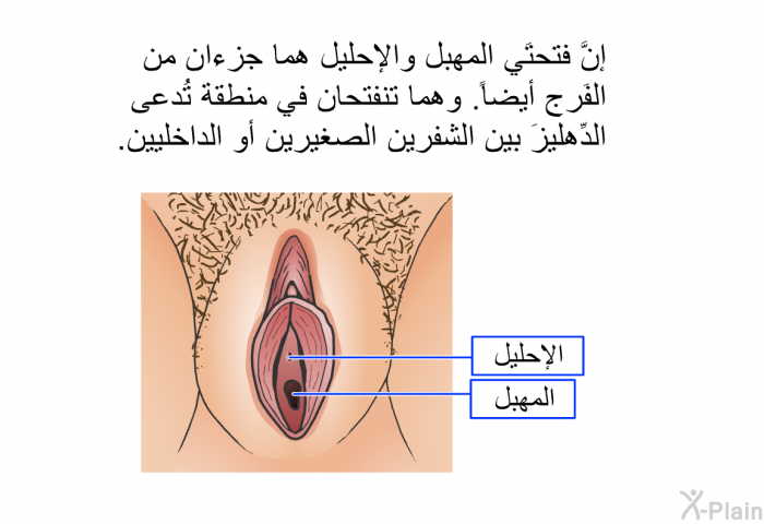 إنَّ فتحتَي المَهبِل والإحليل هما جزءان من الفَرج أيضاً. وهما تنفتحان في منطقة تُدعى الدِّهليزَ بين الشفرين الصغيرين أو الداخليين.