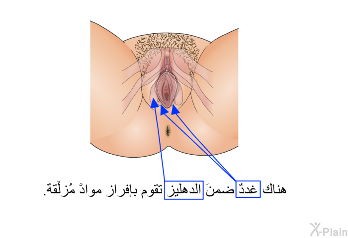 هناك غددٌ ضمنَ الدهليز تقوم بإفراز موادَّ مُزلِّقة.