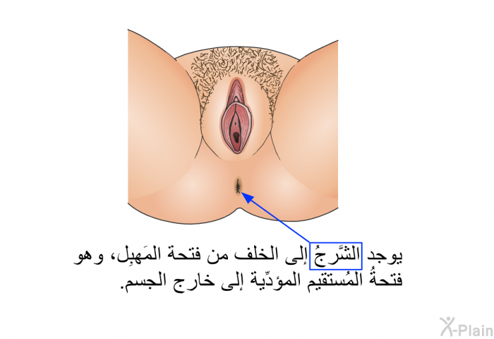 يوجد الشَّرجُ إلى الخلف من فتحة المَهبِل، وهو فتحةُ المُستقيم المؤدِّية إلى خارج الجسم.