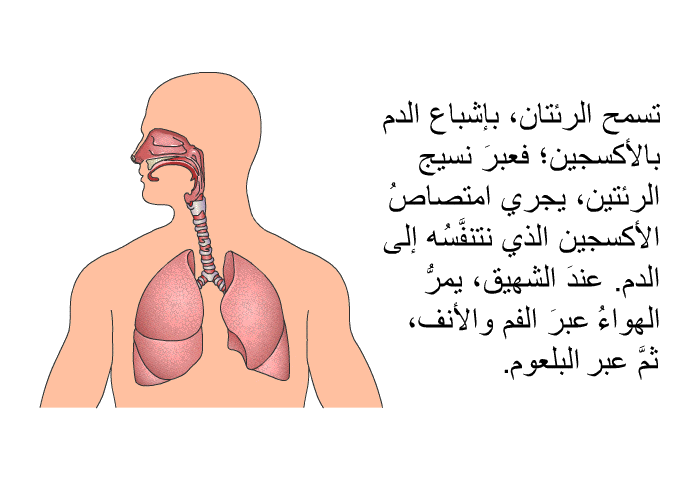 تسمح الرئتان، بإشباع الدم بالأكسجين؛ فعبرَ نسيج الرئتين، يجري امتصاصُ الأكسجين الذي نتنفَّسُه إلى الدم. عندَ الشهيق، يمرُّ الهواءُ عبرَ الفم والأنف، ثمَّ عبرَ البلعوم.