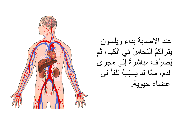عند الاصابة بداء ويلسون يتراكمُ النحاسُ في الكبد، ثم يُصرَّف مباشرةً إلى مجرى الدم، ممَّا قد يسبِّبُ تلفاً في أعضاء حيوية.
