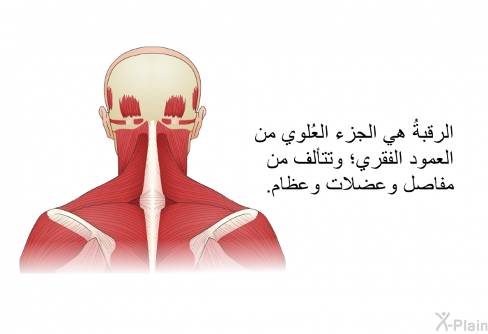 الرقبةُ هي الجزء العُلوي من العمود الفقري؛ وتتألف من مفاصل وعضلات وعظام.