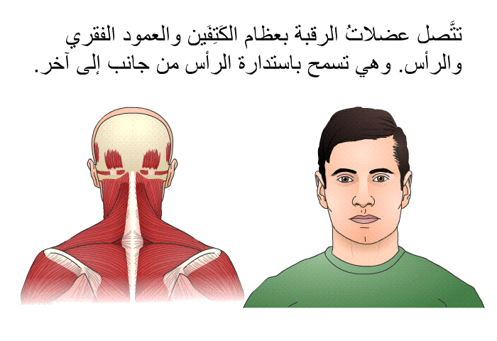 تتَّصل عضلاتُ الرقبة بعظام الكَتِفَين والعمود الفقري والرأس. وهي تسمح باستدارة الرأس من جانب إلى آخر.
