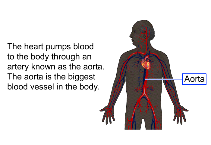 The heart pumps blood to the body through an artery known as the aorta. The aorta is the biggest blood vessel in the body.