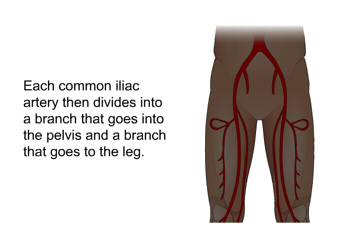 Each common iliac artery then divides into a branch that goes into the pelvis and a branch that goes to the leg.