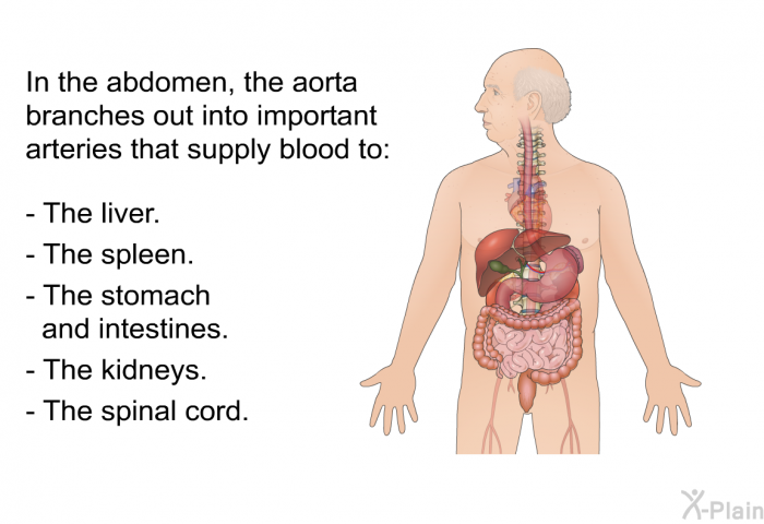 In the abdomen, the aorta branches out into important arteries that supply blood to:  The liver. The spleen. The stomach and intestines. The kidneys. The spinal cord.