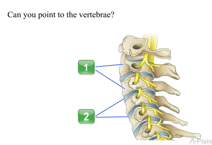 Can you point to the vertebrae? Press A or B