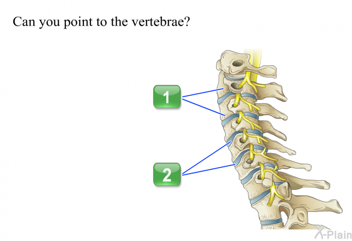 Can you point to the vertebrae?