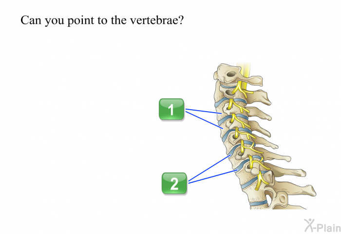 Can you point to the vertebrae?