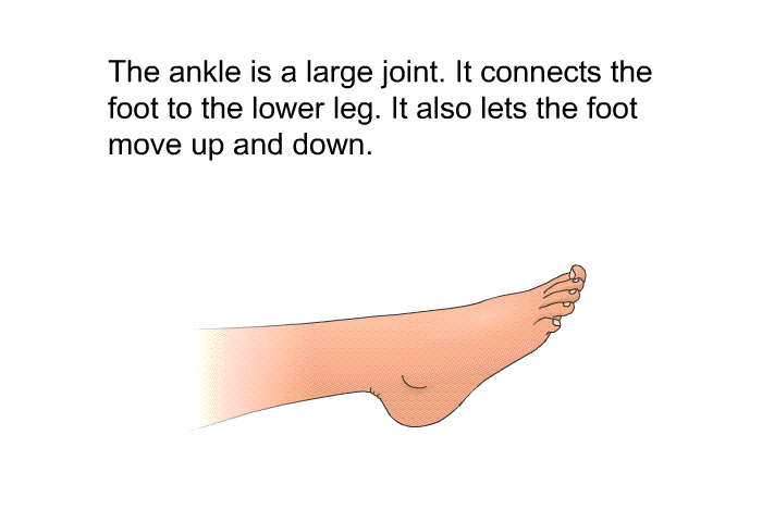 The ankle is a large joint. It connects the foot to the lower leg. It also lets the foot move up and down.