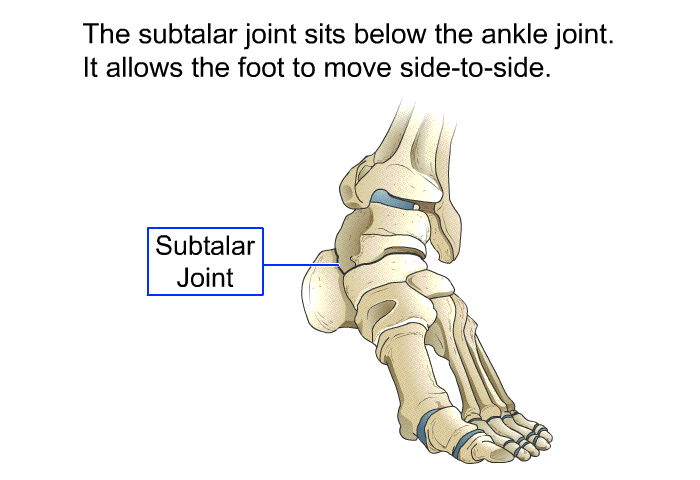 The subtalar joint sits below the ankle joint. It allows the foot to move side-to-side.