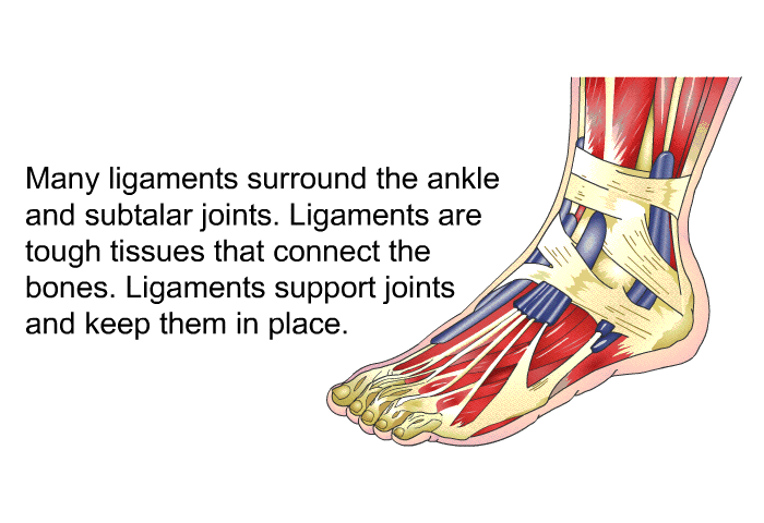 Many ligaments surround the ankle and subtalar joints. Ligaments are tough tissues that connect the bones. Ligaments support joints and keep them in place.