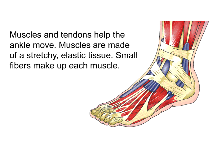 Muscles and tendons help the ankle move. Muscles are made of a stretchy, elastic tissue. Small fibers make up each muscle.