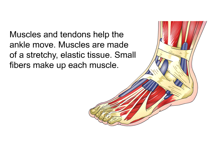 PatEdu Achilles Tendon Rupture