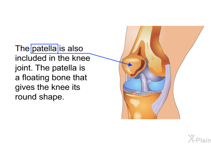 The patella is also included in the knee joint. The patella is a floating bone that gives the knee its round shape.