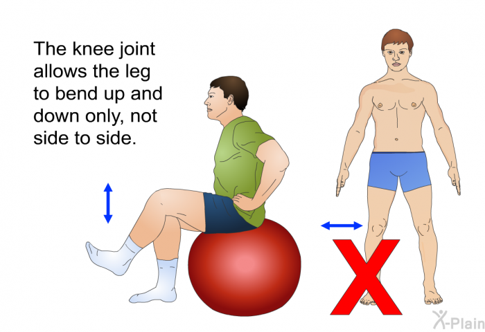 The knee joint allows the leg to bend up and down only, not side to side.