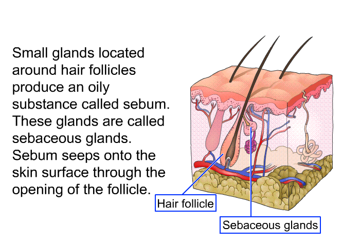Small glands located around hair follicles produce an oily substance called sebum. These glands are called sebaceous glands. Sebum seeps onto the skin surface through the opening of the follicle.