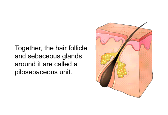 Together, the hair follicle and sebaceous glands around it are called a pilosebaceous unit.