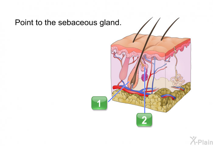 Point to the sebaceous gland.