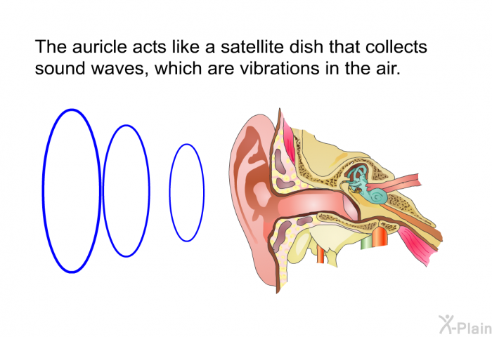 The auricle acts like a satellite dish that collects sound waves, which are vibrations in the air.